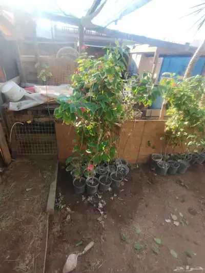 بيع شجرة جرتروفا بيع فقط خمسة   ورد أحمر صغير index