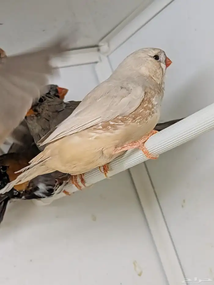 للبيع مجموعة زيبرا هولندي وانجليزي 5