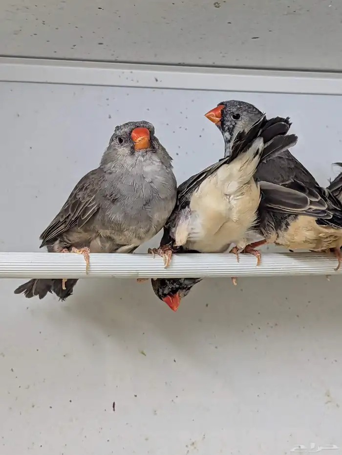 للبيع مجموعة زيبرا هولندي وانجليزي 13