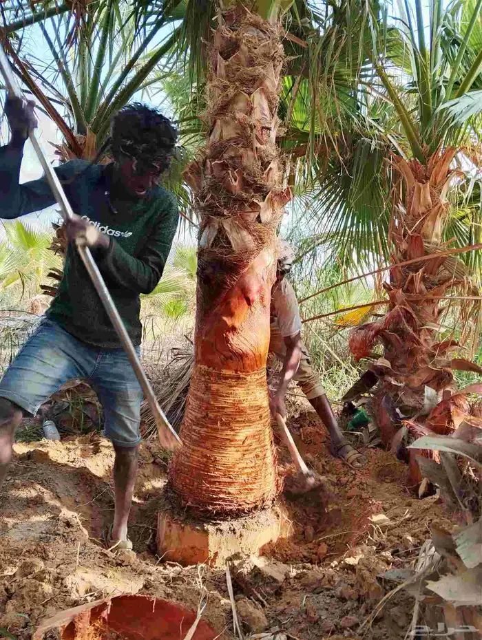 نخل واشنطني امريكي زينه للبيع 0