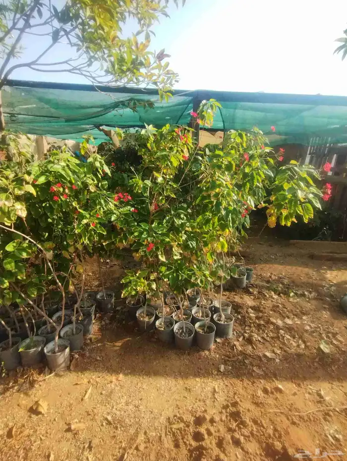 بيع شجرة جرتروفا بيع فقط خمسة   ورد أحمر صغير 4
