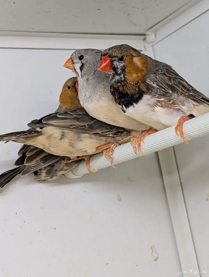 للبيع مجموعة زيبرا هولندي وانجليزي 11