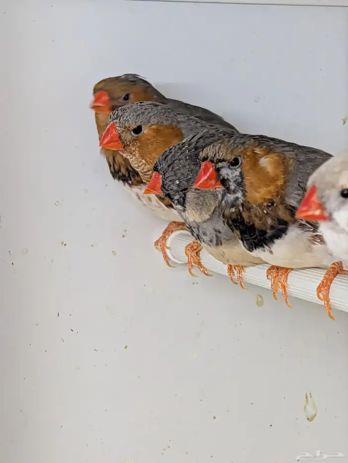 للبيع مجموعة زيبرا هولندي وانجليزي 1