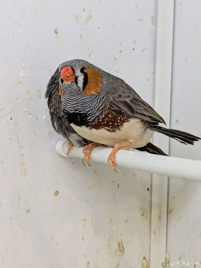 للبيع مجموعة زيبرا هولندي وانجليزي 2