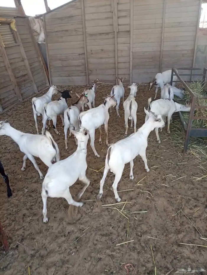 تيوس مستورده 0