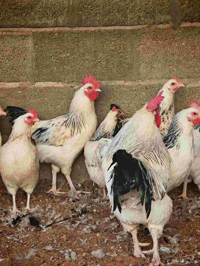 دجاج فرنسي كولمبي بيور 7