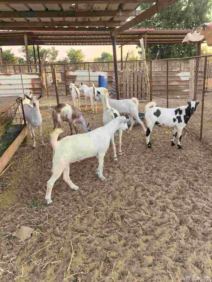 تيوس ذبائح مرباه ثلاثه شهور صحتها طيبه 1