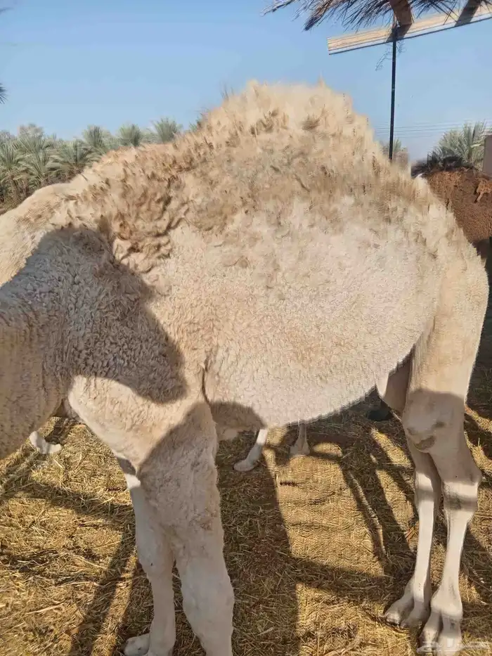 قعدان مفاريد 2