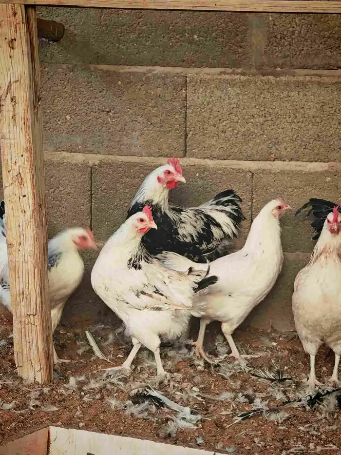 دجاج فرنسي كولمبي بيور 9