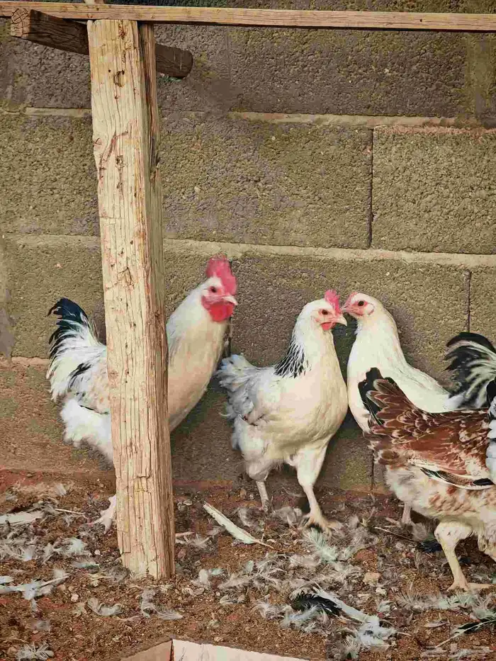 دجاج فرنسي كولمبي بيور 6