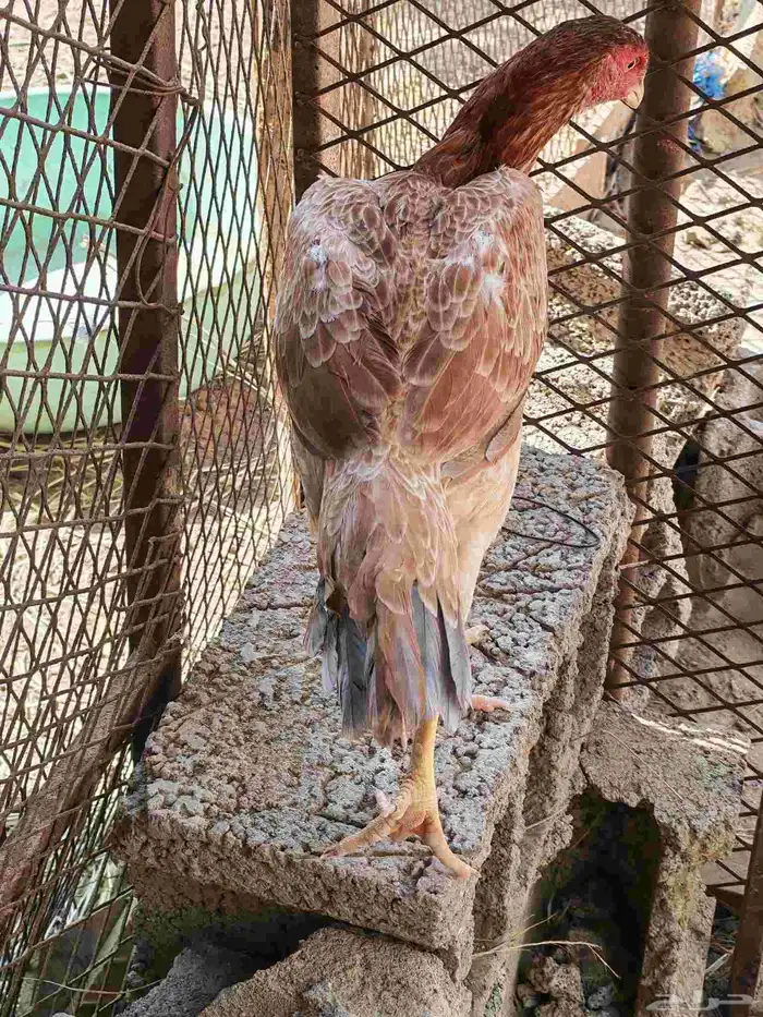 دجاجه شامو الاماني للبيع لا يجي غير الصامل 5