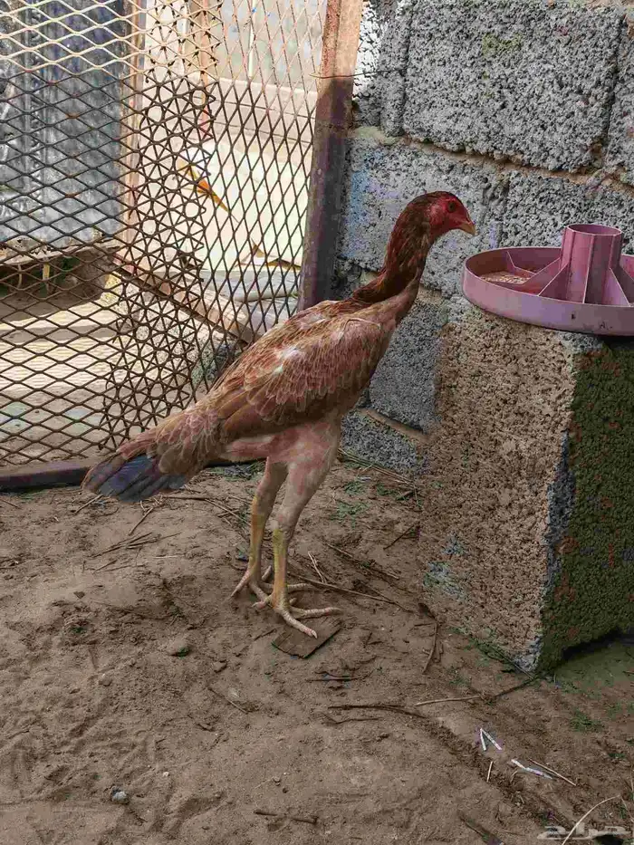 دجاجه شامو الاماني للبيع لا يجي غير الصامل 1