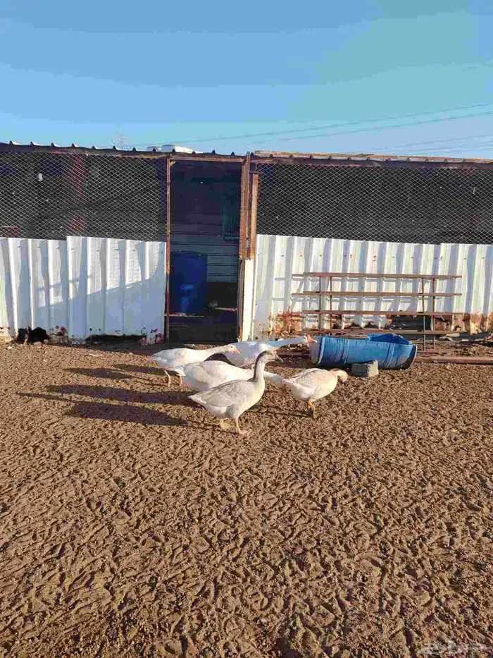 وز عراقي وز بلغاري العدد خمسه ثلاثه اناثي وذكرين 4