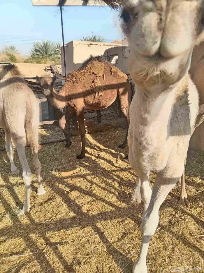 قعدان مفاريد 3