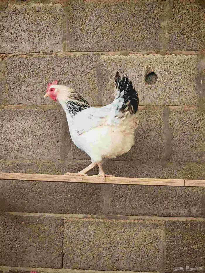 دجاج فرنسي كولمبي بيور 0