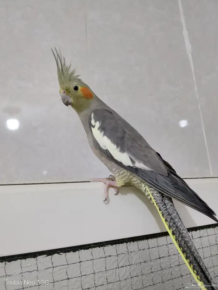 كروان أليف وهدد للبيع 0