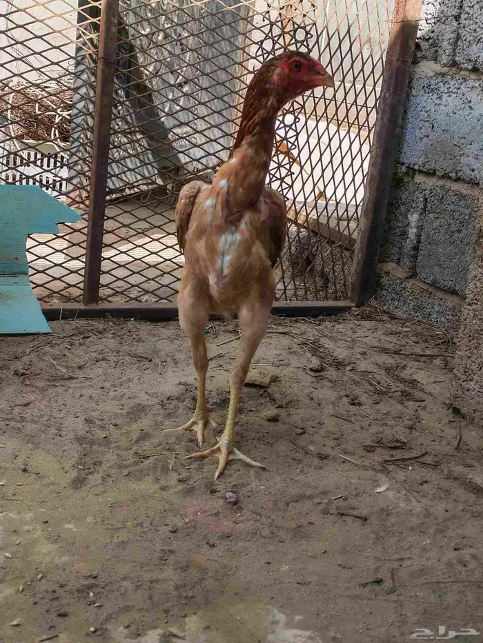 دجاجه شامو الاماني للبيع لا يجي غير الصامل 4