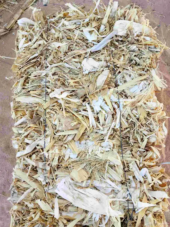 ذره شاميه كوم من شركه شجاع ارموط في وادي الدواسر 0