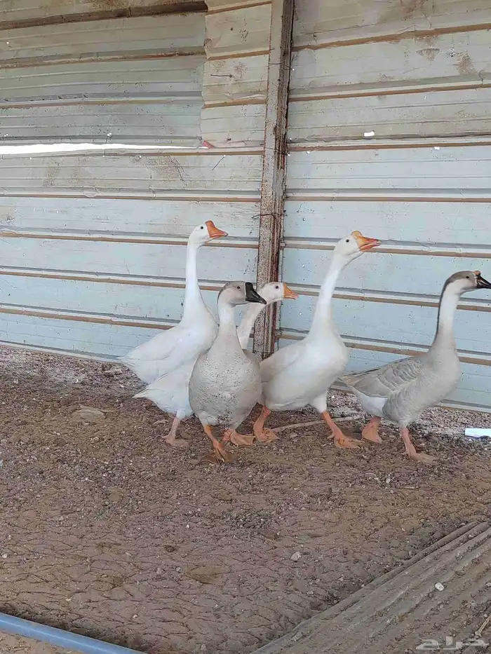 وز عراقي وز بلغاري العدد خمسه ثلاثه اناثي وذكرين 0