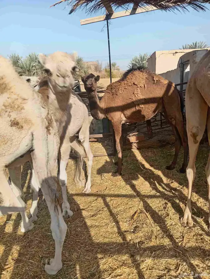 قعدان مفاريد 1