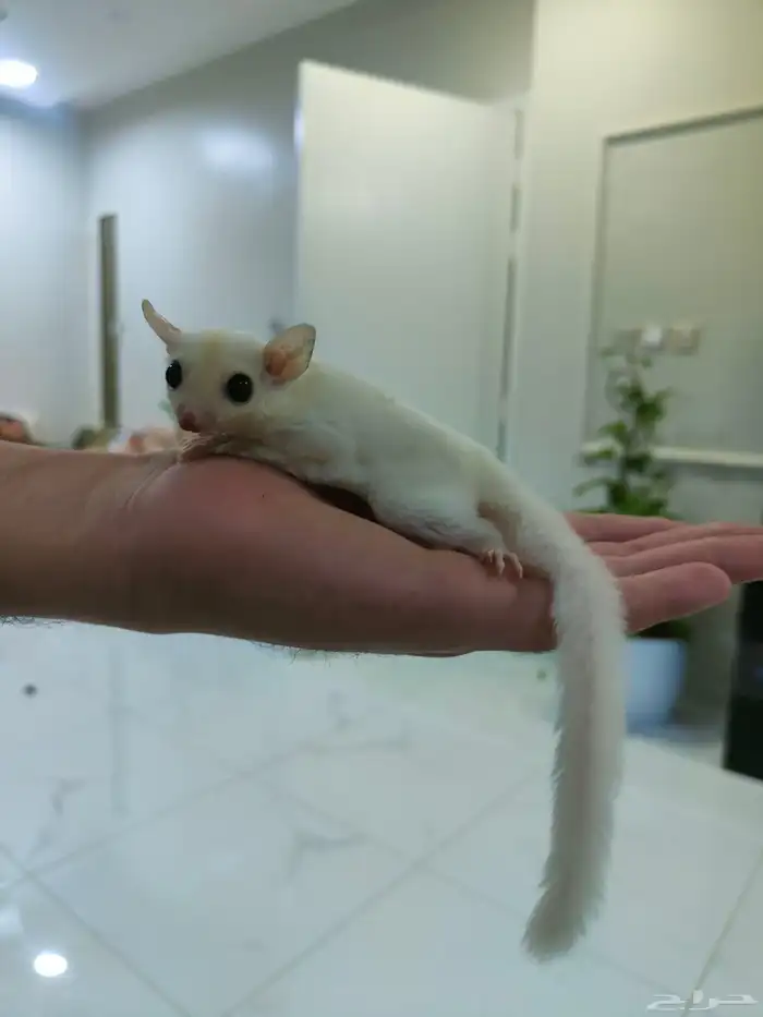 سنجاب طائر 1