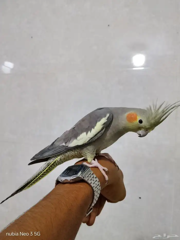 كروان أليف وهدد للبيع 1