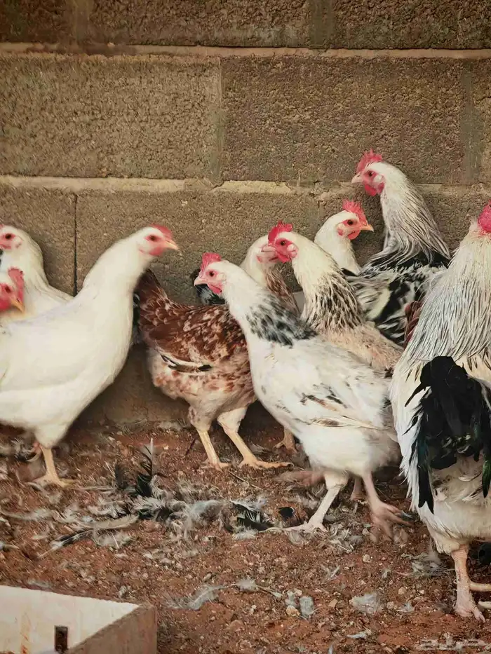 دجاج فرنسي كولمبي بيور 5