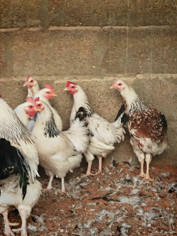 دجاج فرنسي كولمبي بيور 4