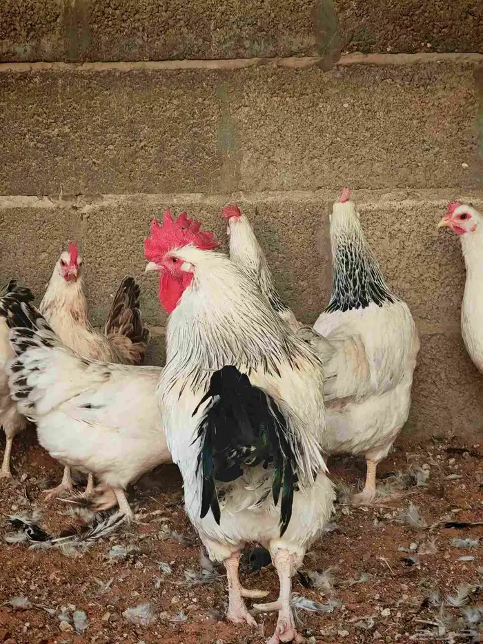 دجاج فرنسي كولمبي بيور 3