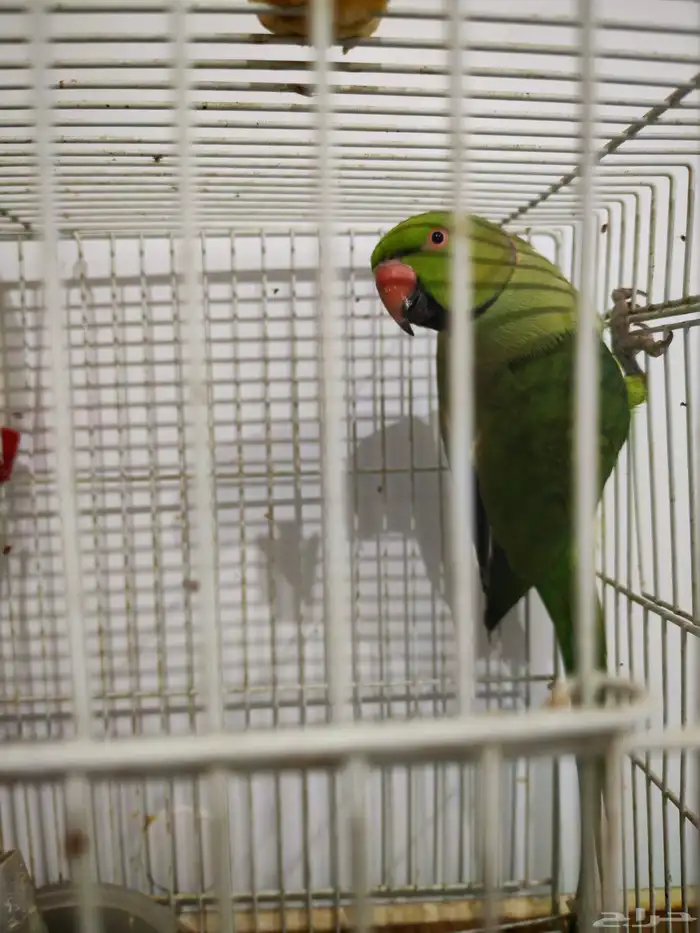 ابغى دره هنديه ذكر 0