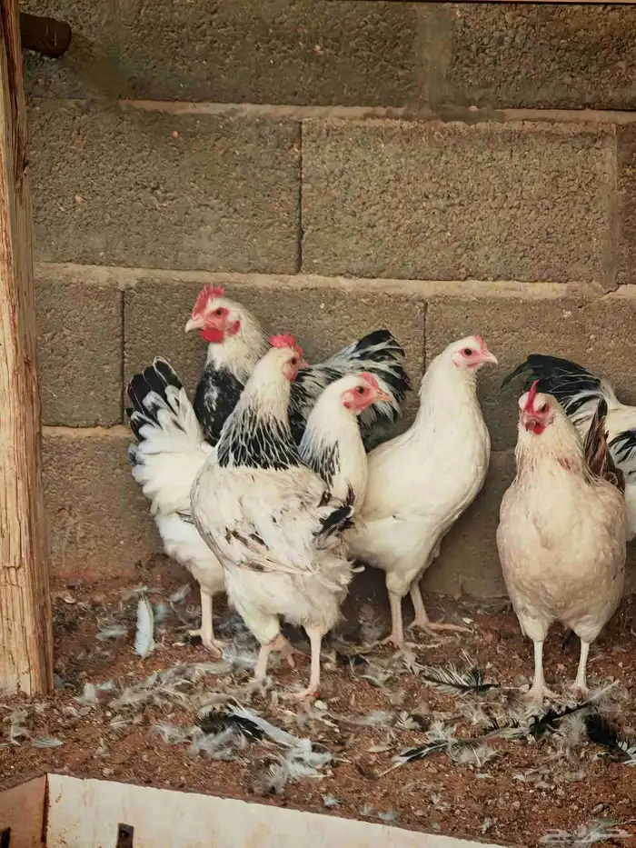 دجاج فرنسي كولمبي بيور 8