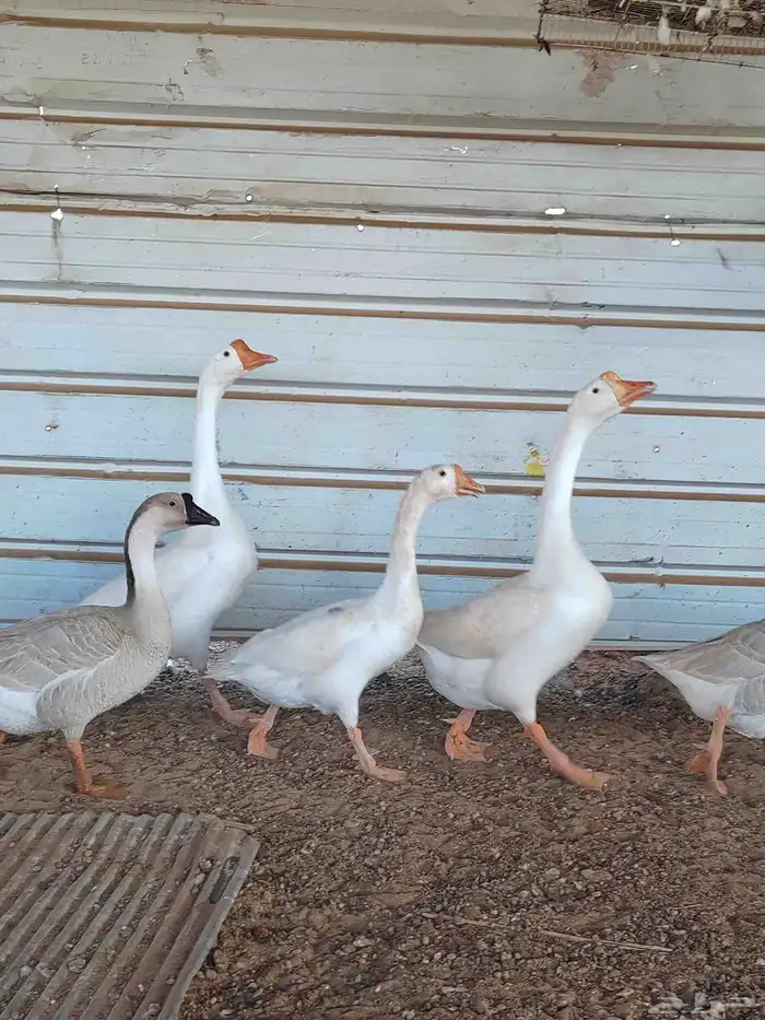 وز عراقي وز بلغاري العدد خمسه ثلاثه اناثي وذكرين 2