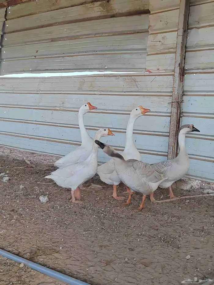 وز عراقي وز بلغاري العدد خمسه ثلاثه اناثي وذكرين 1