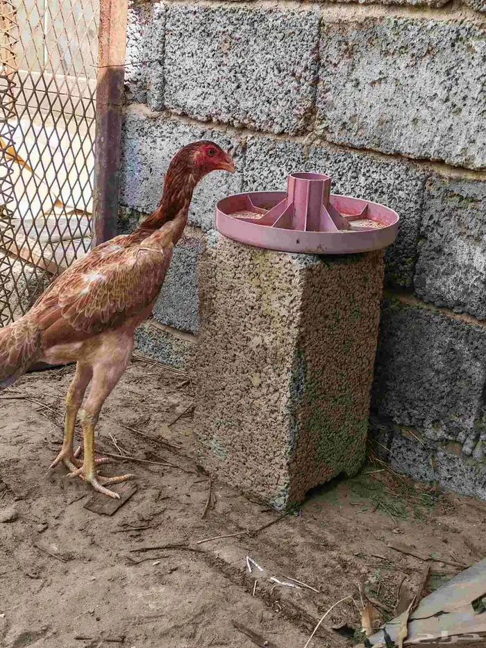 دجاجه شامو الاماني للبيع لا يجي غير الصامل 3