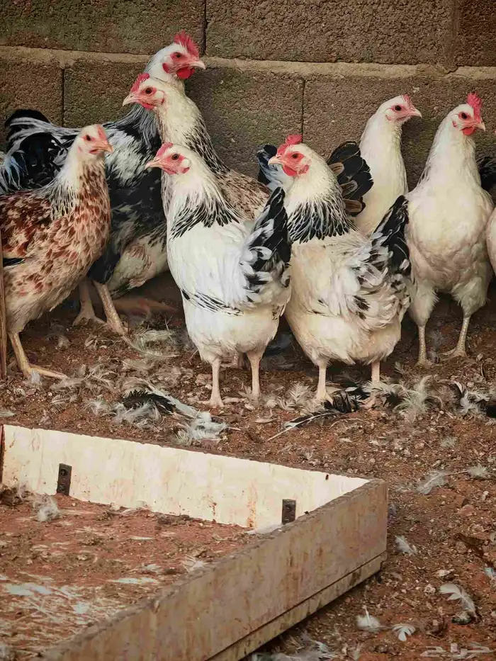 دجاج فرنسي كولمبي بيور 1