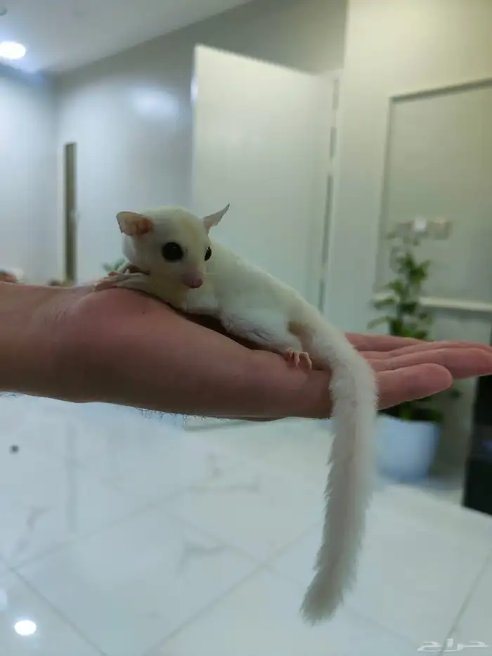 سنجاب طائر 0