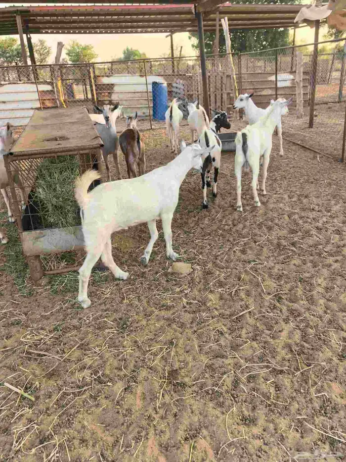 تيوس ذبائح مرباه ثلاثه شهور صحتها طيبه 2