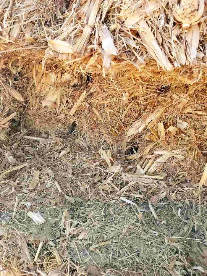 ذره شاميه كوم من شركه شجاع ارموط في وادي الدواسر 1