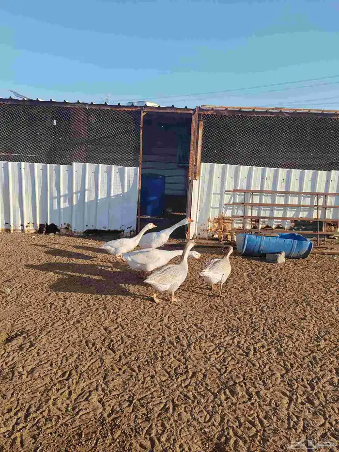 وز عراقي وز بلغاري العدد خمسه ثلاثه اناثي وذكرين 5