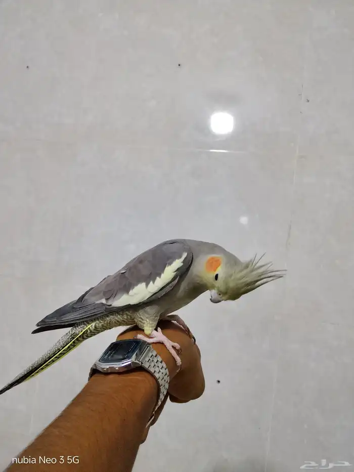 كروان أليف وهدد للبيع 2