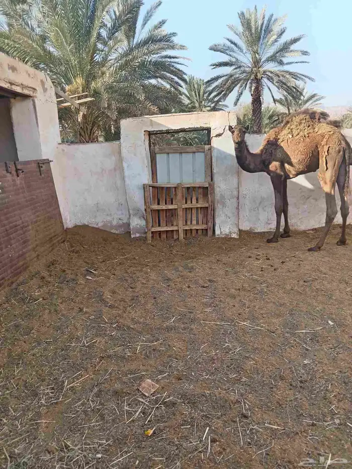 قعدان مفاريد 0