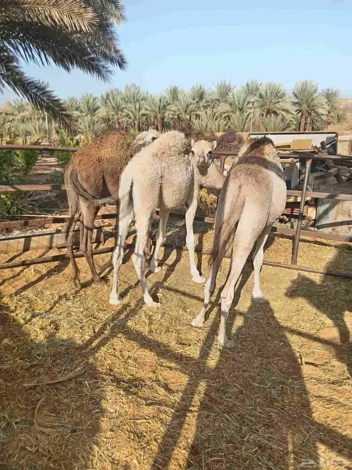 قعدان مفاريد 4