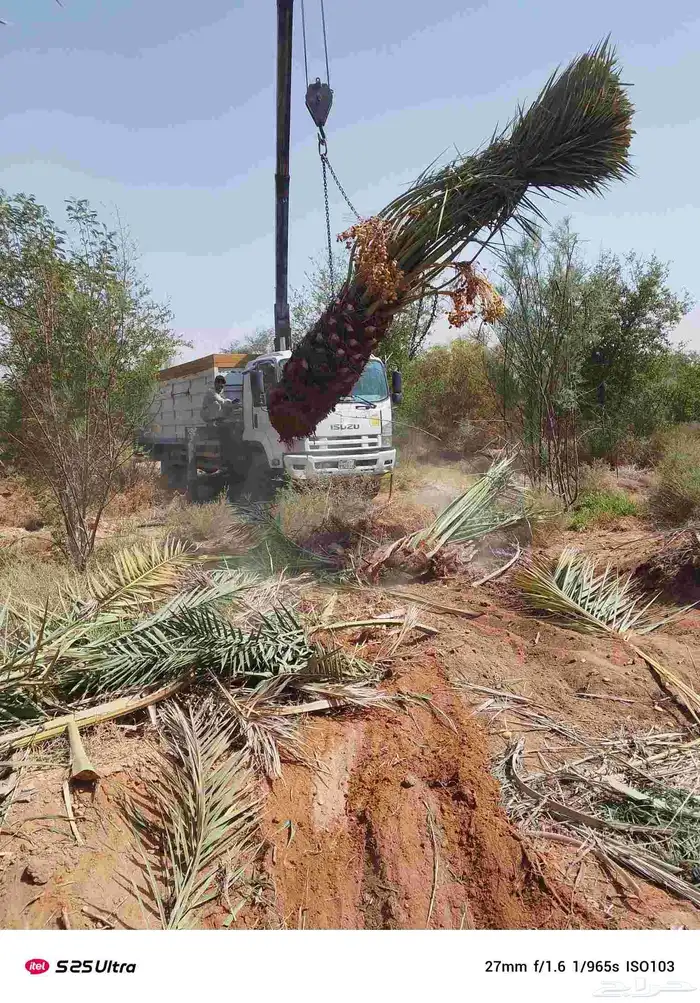 نحل قليلا نظيف.شجرت.قوس 2