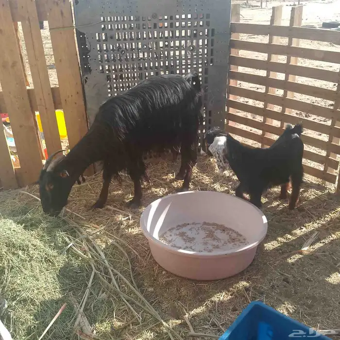 عنز والد تحتها جفره عليها 1350 من عرفلها 0