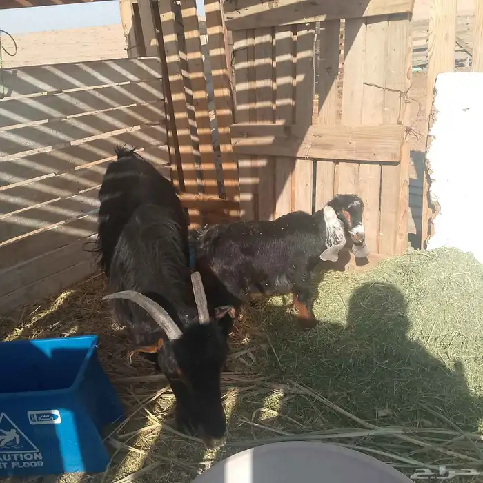 عنز والد تحتها جفره عليها 1350 من عرفلها 1