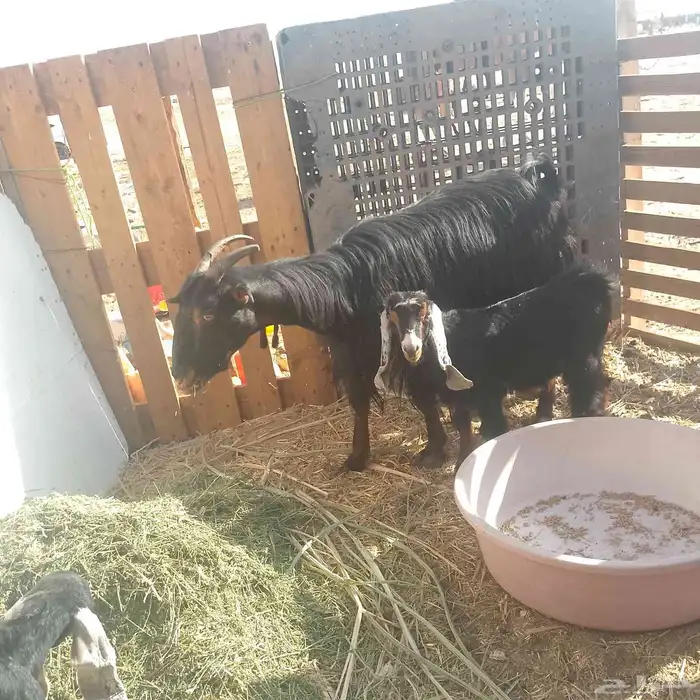 عنز والد تحتها جفره عليها 1350 من عرفلها 2