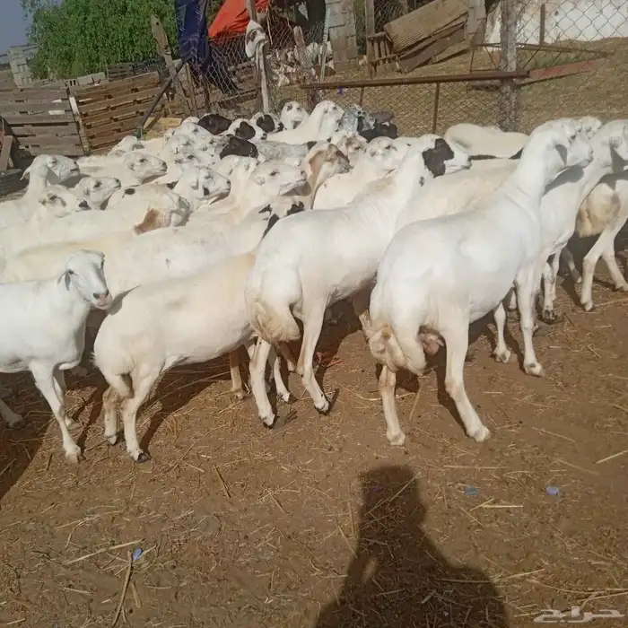 ضان رفيديات قرايب مرح واحد العدد 50 دفيع يولد السوم 780 0