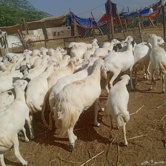 ضان رفيديات قرايب مرح واحد العدد 50 دفيع يولد السوم 780 3