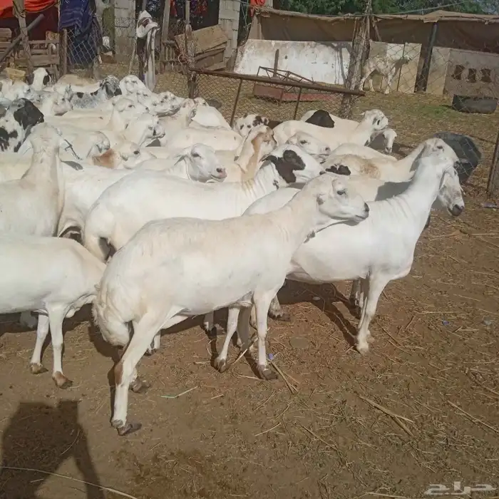 ضان رفيديات قرايب مرح واحد العدد 50 دفيع يولد السوم 780 4