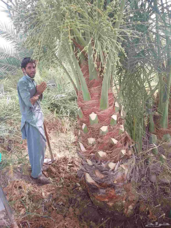 نخل للبيع مثمر خلاص سكري شيشي هلالي مجدول صقعي غر منيفي شهل 7